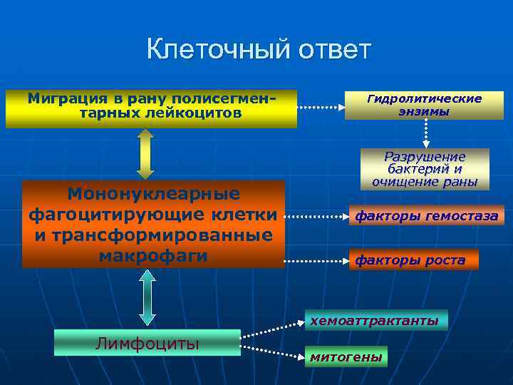 Клеточный ответ Миграция в рану полисегментарных лейкоцитов Мононуклеарные фагоцитирующие клетки и трансформированные макрофаги Гидролитические