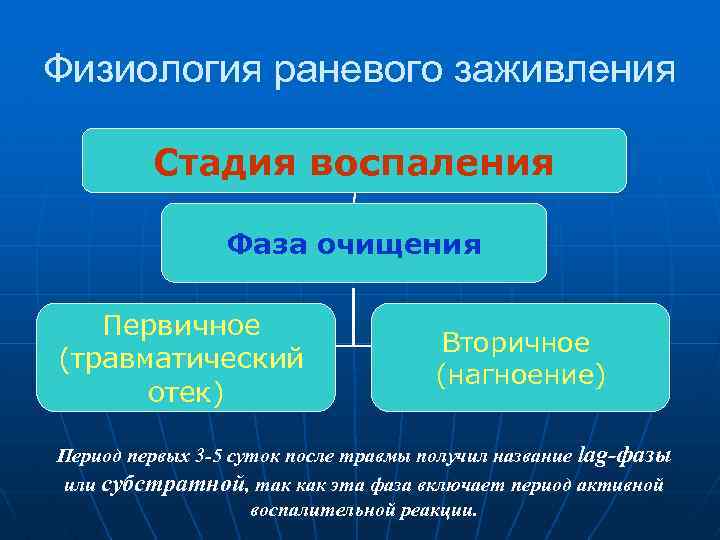 Физиология раневого заживления Стадия воспаления Фаза очищения Первичное (травматический отек) Вторичное (нагноение) Период первых