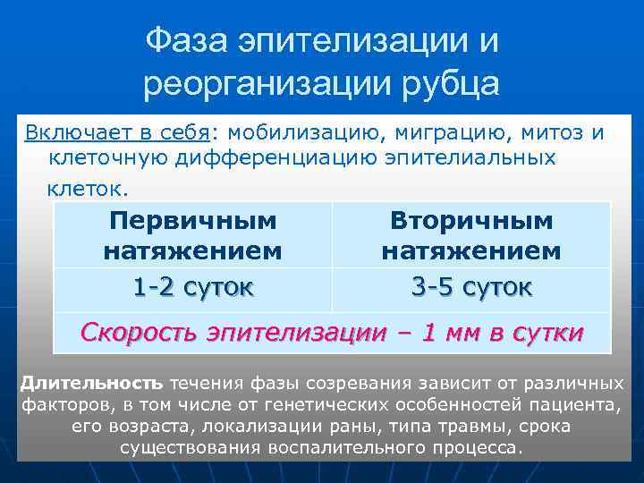 Фаза эпителизации и реорганизации рубца Включает в себя: мобилизацию, миграцию, митоз и клеточную дифференциацию