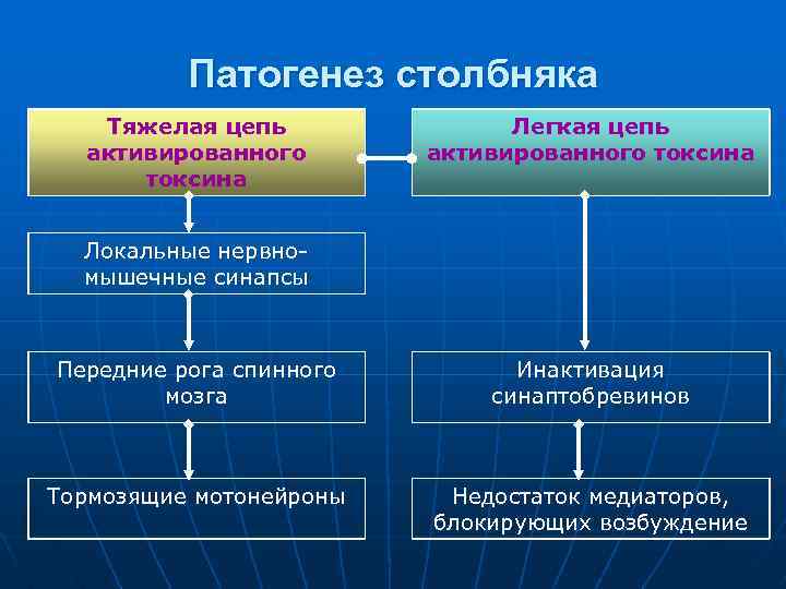 Патогенез столбняка Тяжелая цепь активированного токсина Легкая цепь активированного токсина Локальные нервномышечные синапсы Передние