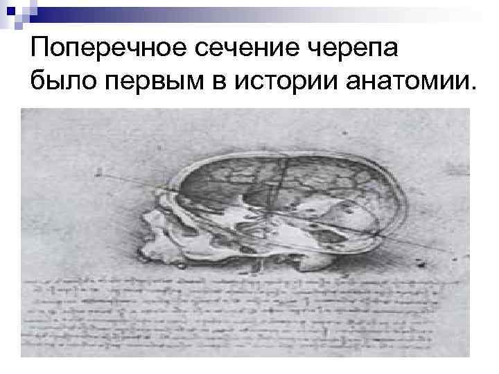 Поперечное сечение черепа было первым в истории анатомии. 