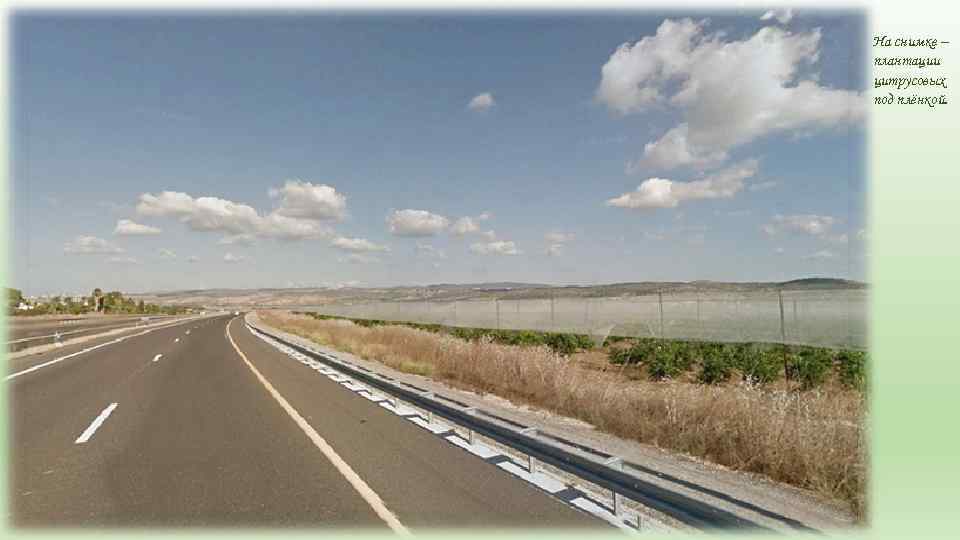 На снимке – плантации цитрусовых под плёнкой. 