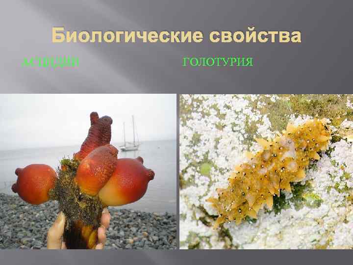 Биологические свойства АСЦИДИИ ГОЛОТУРИЯ 