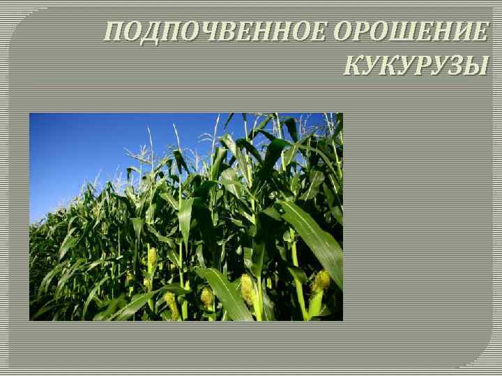 ПОДПОЧВЕННОЕ ОРОШЕНИЕ КУКУРУЗЫ 