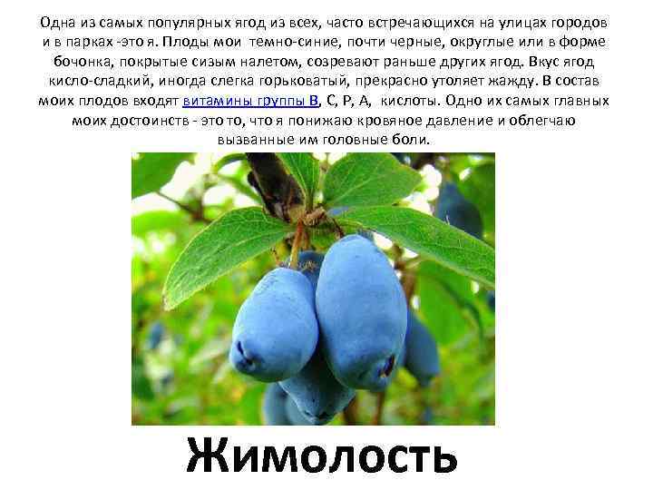 Одна из самых популярных ягод из всех, часто встречающихся на улицах городов и в