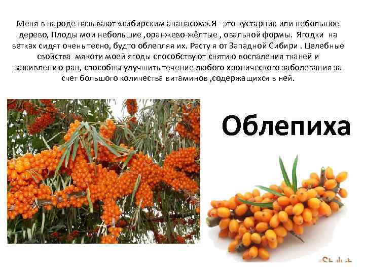 Меня в народе называют «сибирским ананасом» . Я - это кустарник или небольшое дерево,