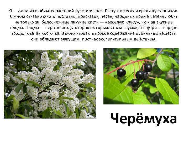 Я — одно из любимых растений русского края. Расту я в лесах и среди