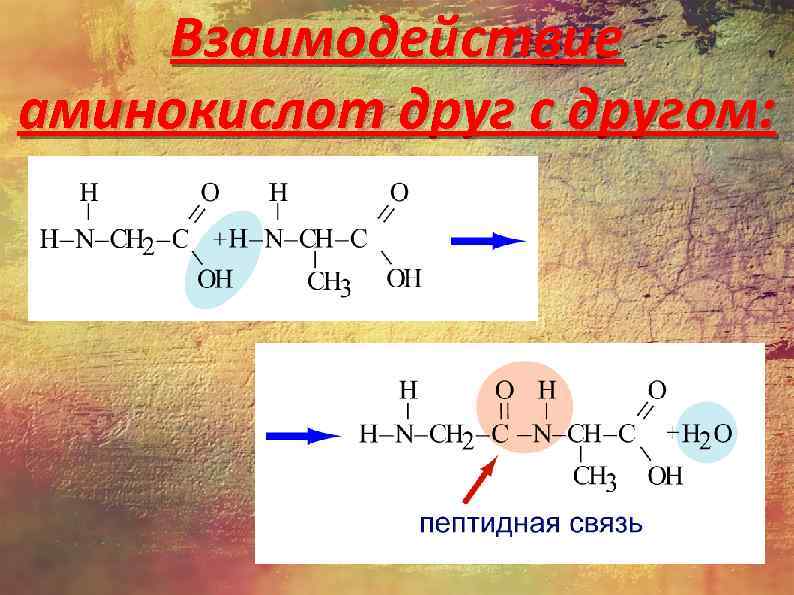 Взаимодействие аминокислот друг с другом: 
