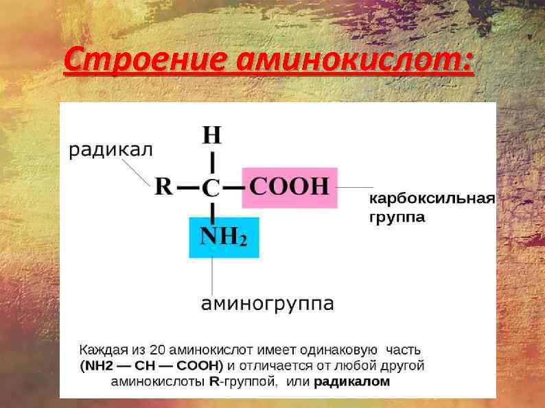 Строение аминокислот: 