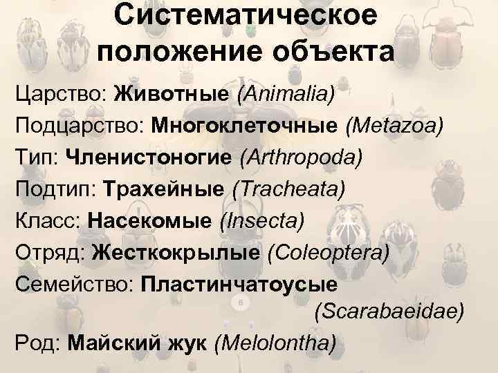 Систематическое положение объекта Царство: Животные (Animalia) Подцарство: Многоклеточные (Metazoa) Тип: Членистоногие (Arthropoda) Подтип: Трахейные