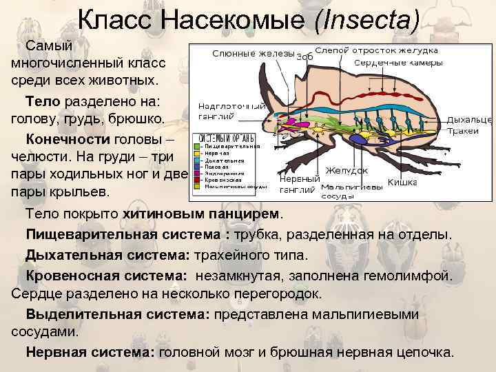 Класс Насекомые (Insecta) Самый многочисленный класс среди всех животных. Тело разделено на: голову, грудь,