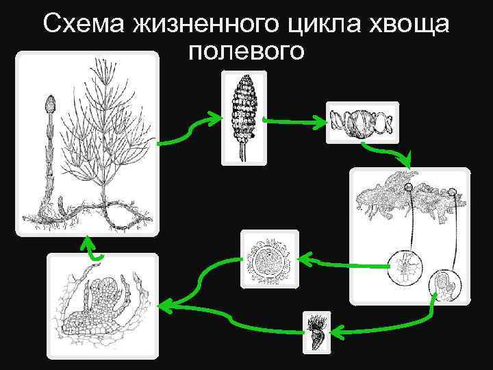 Цикл развития хвоща полевого схема с описанием