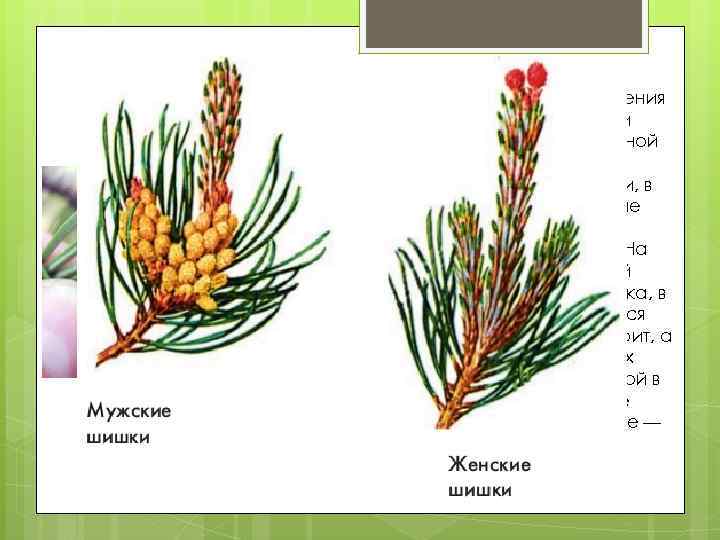 На других побегах того же растения образуются женские шишки красноватого цвета. На их главной