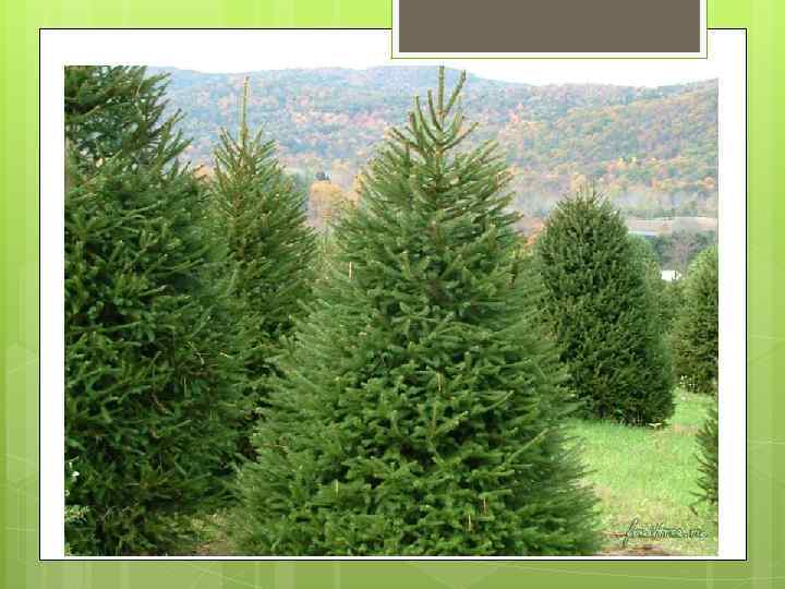 Хвойные имеют огромное водоохранное и ландшафтное значение, служат важнейшим источником древесины, сырья для получения