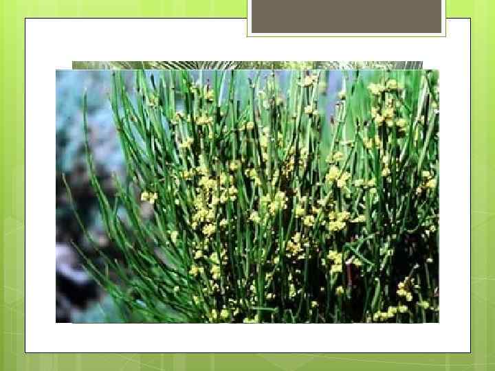 Представители других классов голосеменных (саговниковые, гнетовые, гинкговые) встречаются значительно реже и менее известны, чем