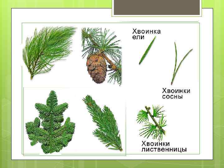 Листья голосеменных значительно отличаются от других групп растений не только по форме и размерам,