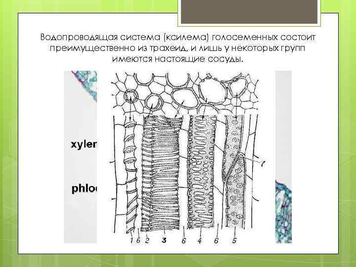 Ситовидные трубки в корнях растений