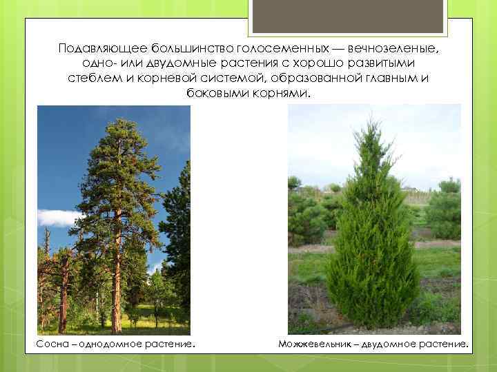 Подавляющее большинство голосеменных — вечнозеленые, одно- или двудомные растения с хорошо развитыми стеблем и