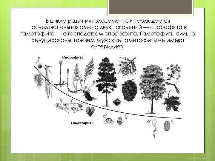 Какие жизненные формы свойственны голосеменным растениям. Жизненные циклы растений гаметофит и спорофит. Цикл развития голосеменных схема. Схема циклы развития голосеменных растений схема. Жизненный цикл голосеменных растений.