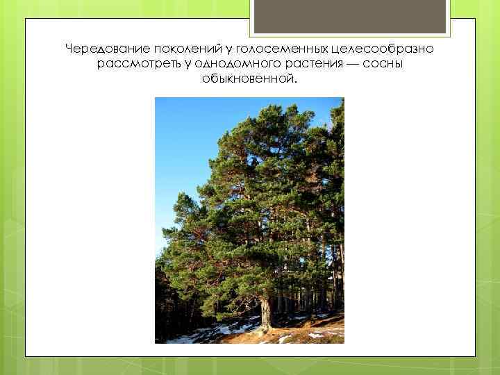 Чередование поколений у голосеменных целесообразно рассмотреть у однодомного растения — сосны обыкновенной. 
