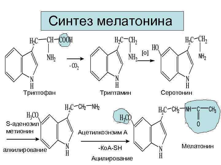 Синтез мелатонина [o] Триптофан S-аденозил метионин алкилирование Триптамин Серотонин Ацетилкоэнзим А -Ко. А-SH Ацилирование