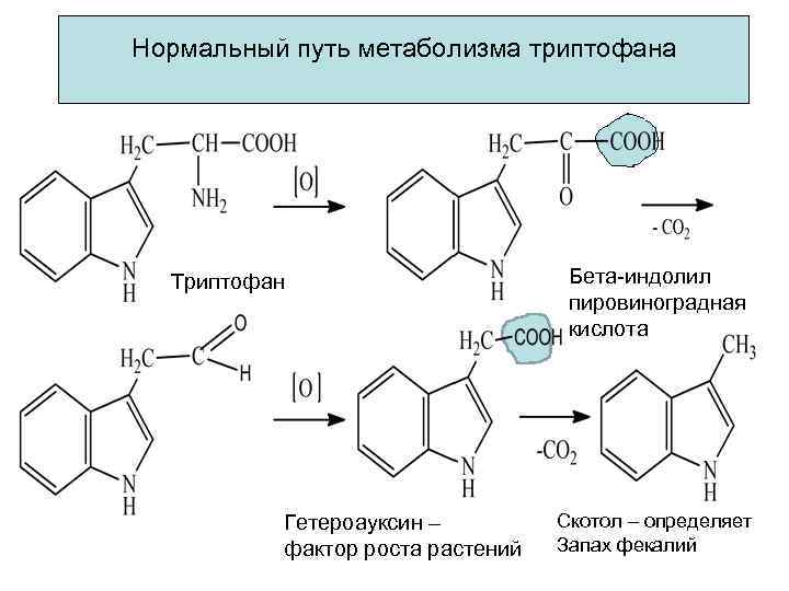 Нормальный путь метаболизма триптофана Триптофан Гетероауксин – фактор роста растений Бета-индолил пировиноградная кислота Скотол