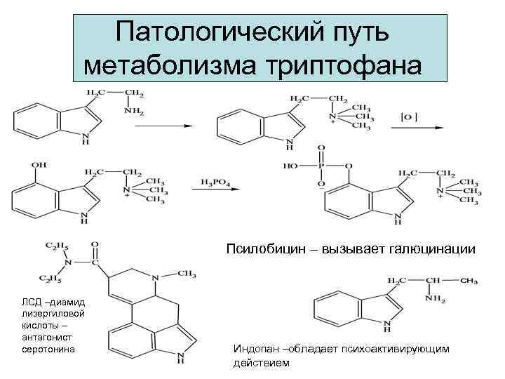 Патологический путь метаболизма триптофана Псилобицин – вызывает галюцинации ЛСД –диамид лизергиловой кислоты – антагонист