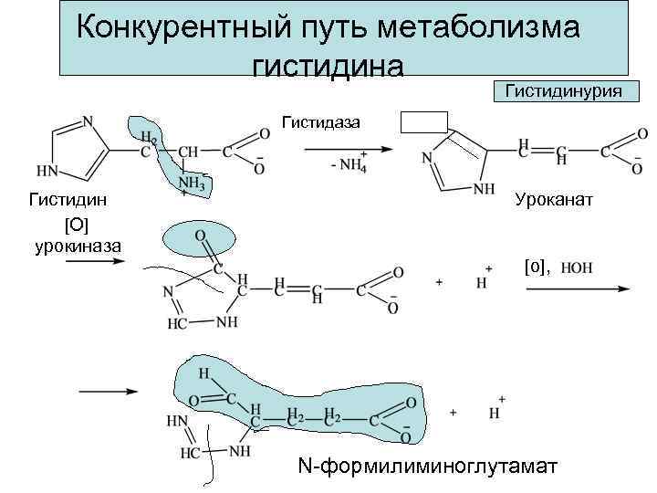 Конкурентный путь метаболизма гистидина Гистидинурия Гистидаза Гистидин [O] урокиназа Уроканат [o], N-формилиминоглутамат 