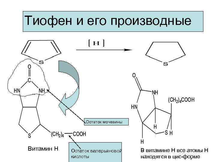 Тиофен и его производные Остаток мочевины Витамин Н Остаток валерьяновой кислоты В витамине Н