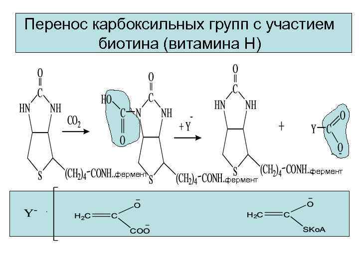 Перенос карбоксильных групп с участием биотина (витамина Н) фермент 