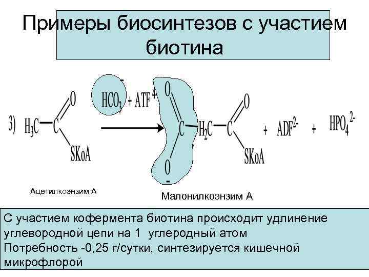 Примеры биосинтезов с участием биотина Ацетилкоэнзим А Малонилкоэнзим А С участием кофермента биотина происходит