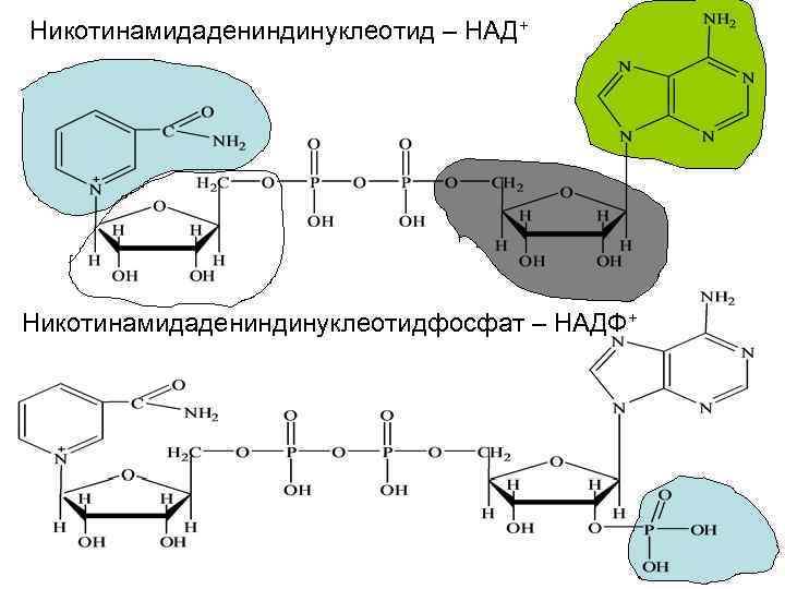 Никотинамидадениндинуклеотид – НАД+ Никотинамидадениндинуклеотидфосфат – НАДФ+ 