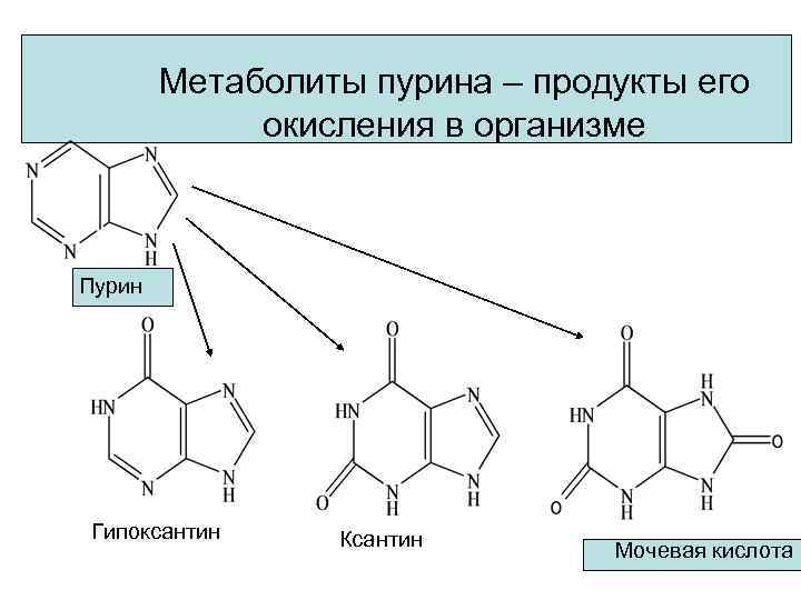 Метаболиты пурина – продукты его окисления в организме Пурин Гипоксантин Ксантин Мочевая кислота 