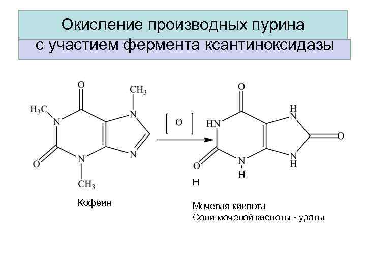 Окисление производных пурина с участием фермента ксантиноксидазы Н РР Кофеин Н Мочевая кислота Соли