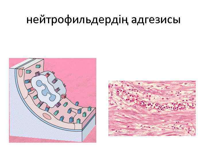 нейтрофильдердің адгезисы 