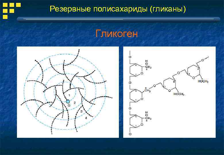 Резервные полисахариды (гликаны) Гликоген 