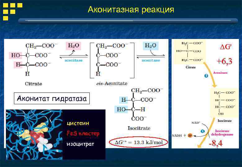Аконитазная реакция ΔG' +6, 3 Аконитат гидратаза цистеин Fe. S кластер изоцитрат -8, 4