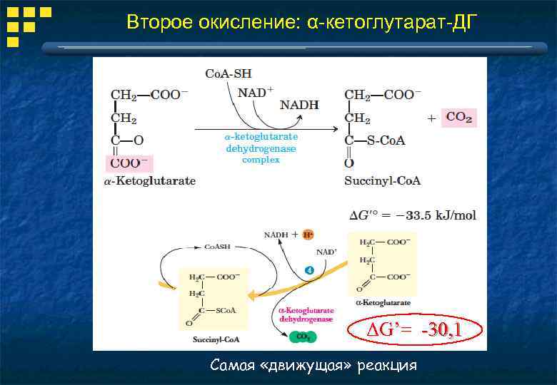 Биологическое окисление основные этапы современная схема