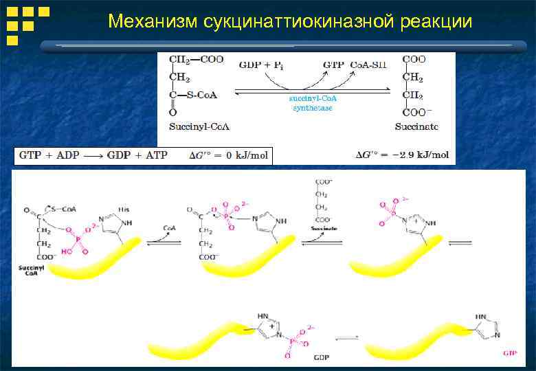Механизм сукцинаттиокиназной реакции 