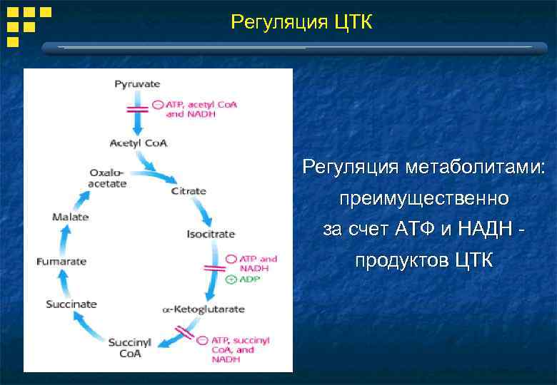 Регуляция ЦТК Регуляция метаболитами: преимущественно за счет АТФ и НАДН - продуктов ЦТК 