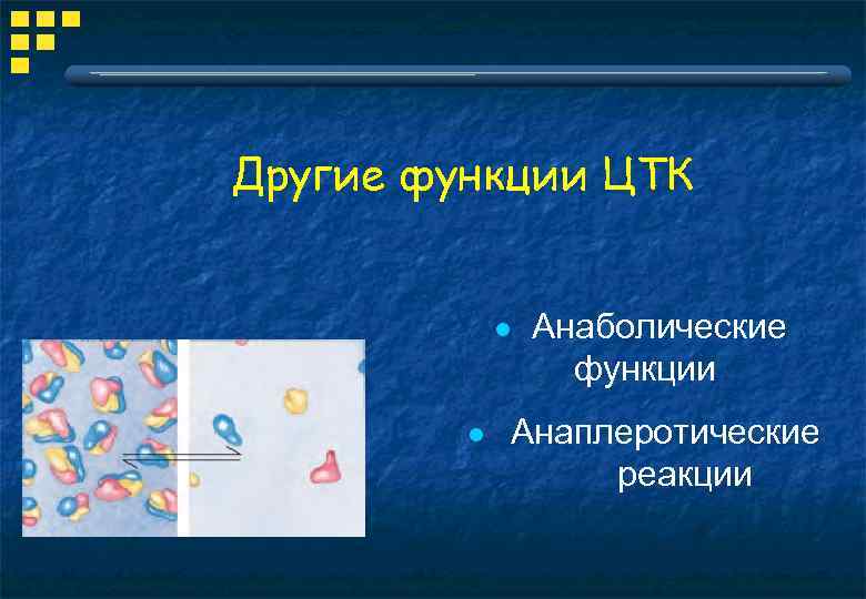 Другие функции ЦТК l Анаболические функции l Анаплеротические реакции 