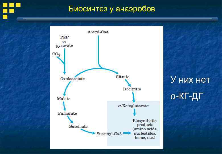 Биосинтез углеводов в организме проект