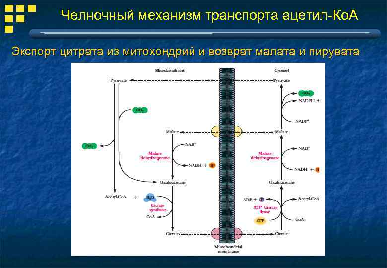 Схемы челночных механизмов биохимия