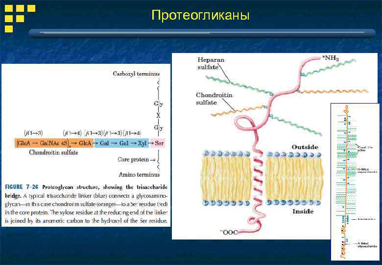 Протеогликаны 