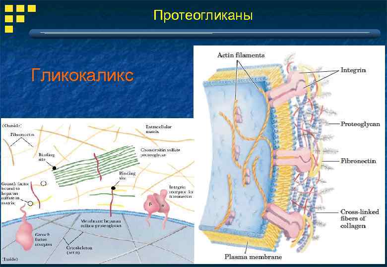 Протеогликаны Гликокаликс 