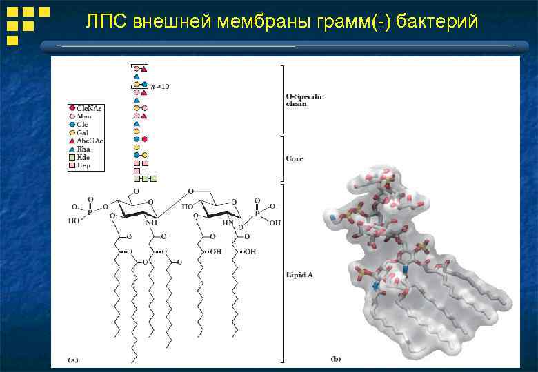 ЛПС внешней мембраны грамм(-) бактерий 