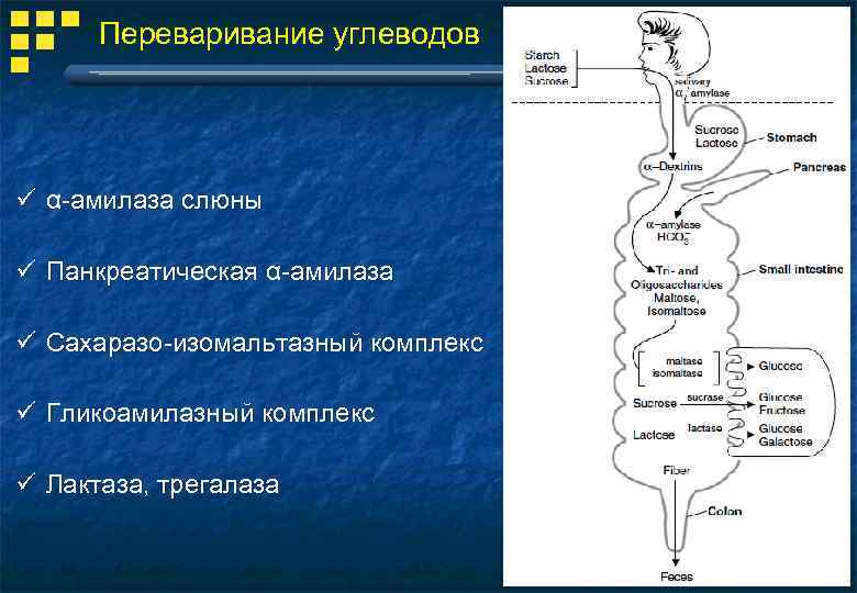 Схема переваривания углеводов в жкт биохимия