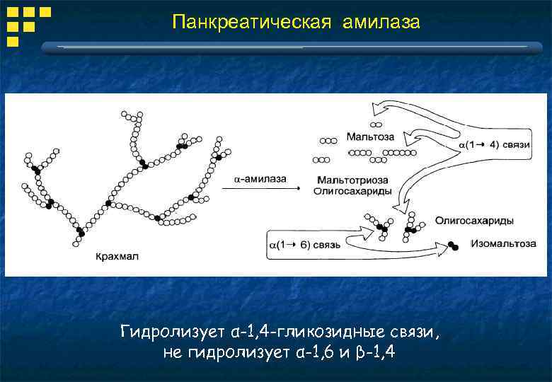 Панкреатическая амилаза Гидролизует α-1, 4 -гликозидные связи, не гидролизует α-1, 6 и β-1, 4