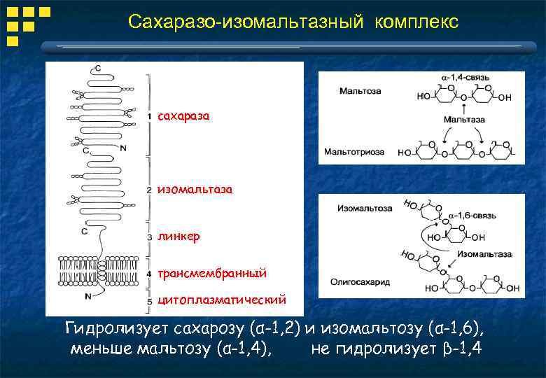 Сахаразо-изомальтазный комплекс сахараза изомальтаза линкер трансмембранный цитоплазматический Гидролизует сахарозу (α-1, 2) и изомальтозу (α-1,