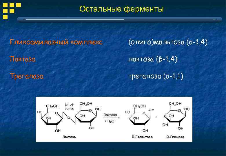 Остальные ферменты Гликоамилазный комплекс (олиго)мальтоза (α-1, 4) Лактаза лактоза (β-1, 4) Трегалаза трегалоза (α-1,